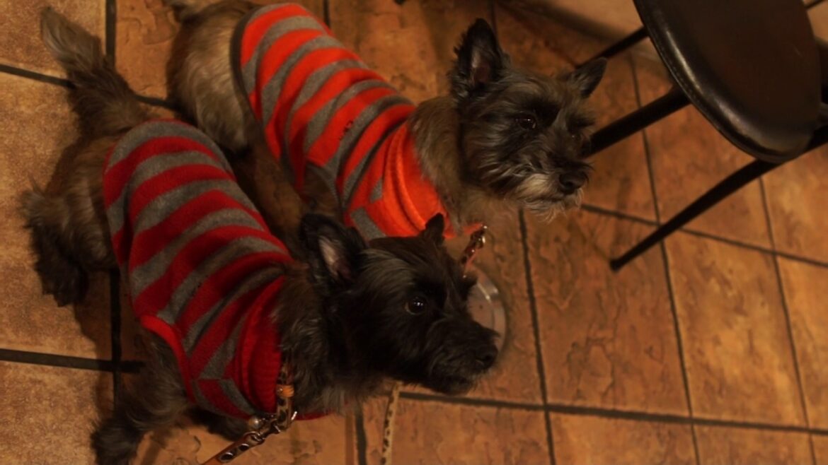 ケアンテリアのはなくる、うしすけさんで焼肉に真剣！