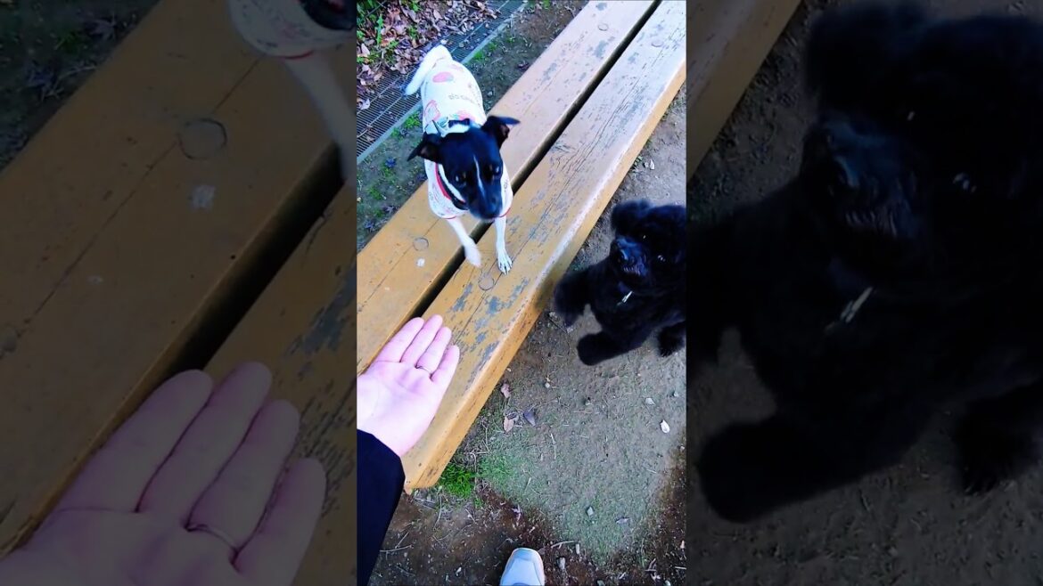 日本テリア🐶つきちゃん上手にお手出来るかな🖐️#トイプードル#らきちゃんねる