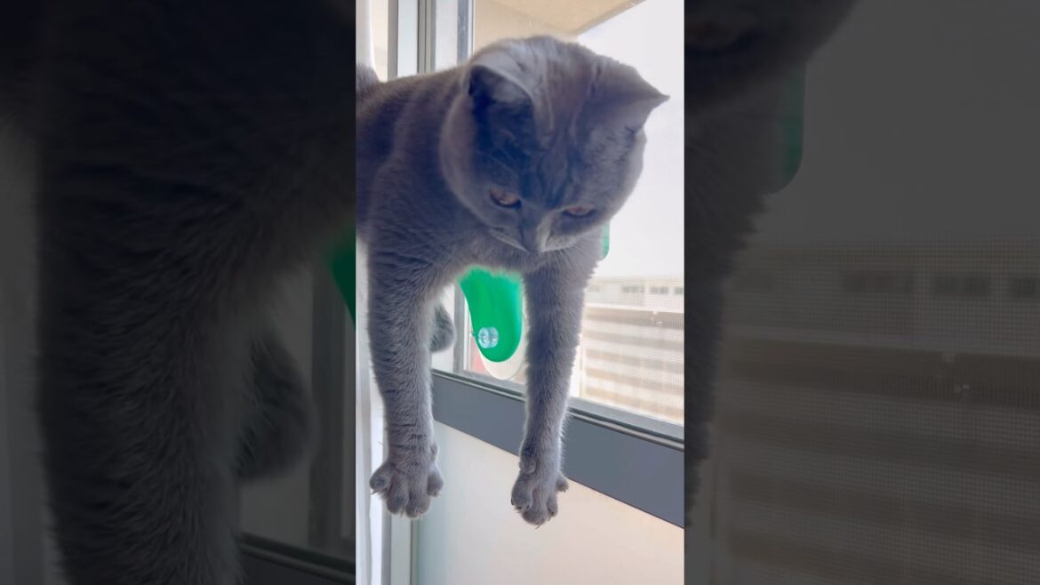 浮遊するつむやま〜【シャルトリューつむやまの空も飛べるはず日記】 #ねこ #シャルトリュー #cat #chartreux #猫のいる暮らし #ねこのいるせいかつ #ネコ #猫好きさんと繋がりたい