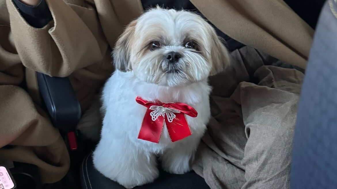 【シーズー/はに丸】保存版!はに丸のトリミングシーン / ビフォーアフター #シーズー #はに丸 #shihtzu #トリミング  #可愛い 【シーズー/はに丸】保存版!はに丸のトリミングシーン / ビフォーアフター #シーズー #はに丸 #shihtzu #トリミング  #可愛い