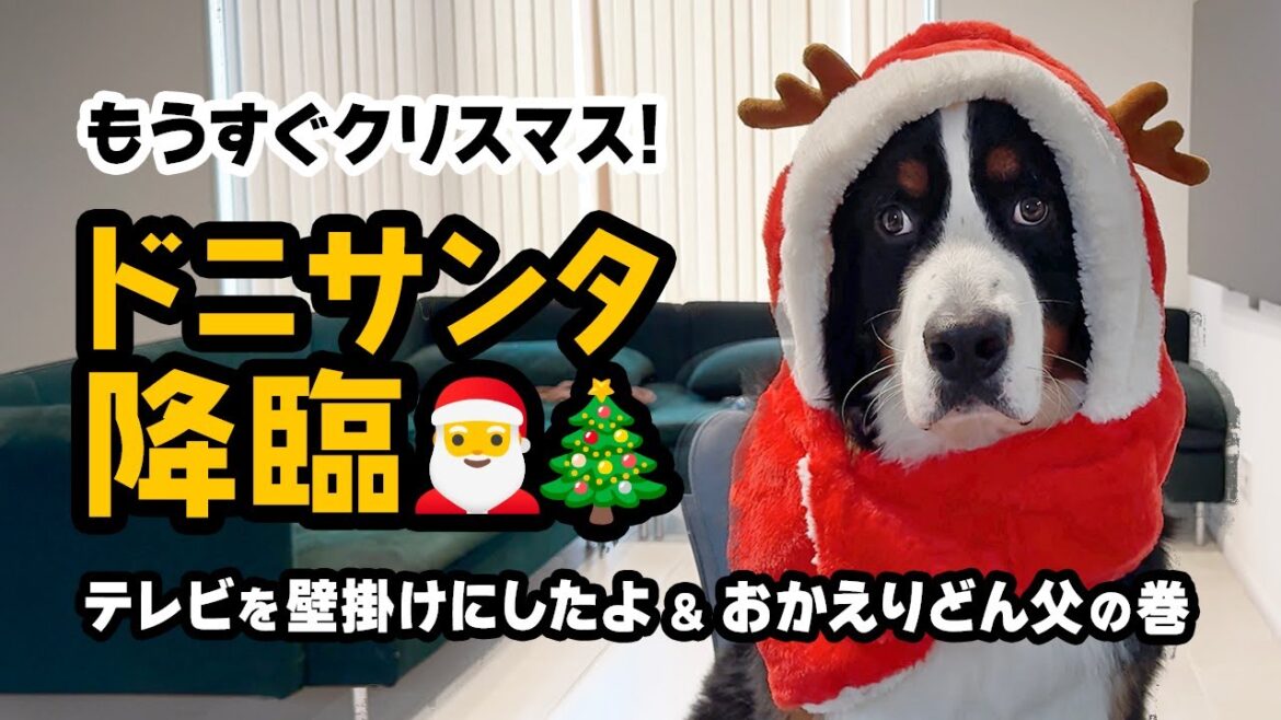 もうすぐクリスマスだね🎅🎄 テレビを壁掛けにしたよ&おかえりどん父の巻【1歳5ヶ月バーニーズ】 もうすぐクリスマスだね🎅🎄 テレビを壁掛けにしたよ&おかえりどん父の巻【1歳5ヶ月バーニーズ】