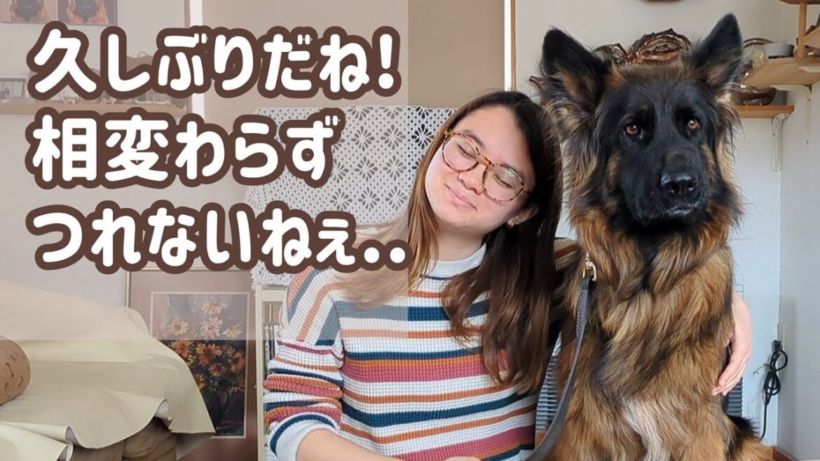 【ジャーマンシェパード】犬に寄り添いたい娘と、娘には興味のない愛犬😅