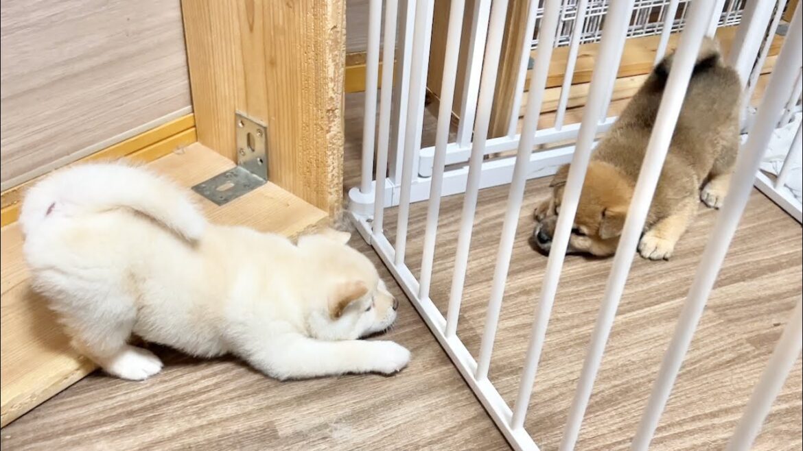 【柴犬 子犬】柵越しだと強気に挑発し合ってみる生後37日目の子犬たち