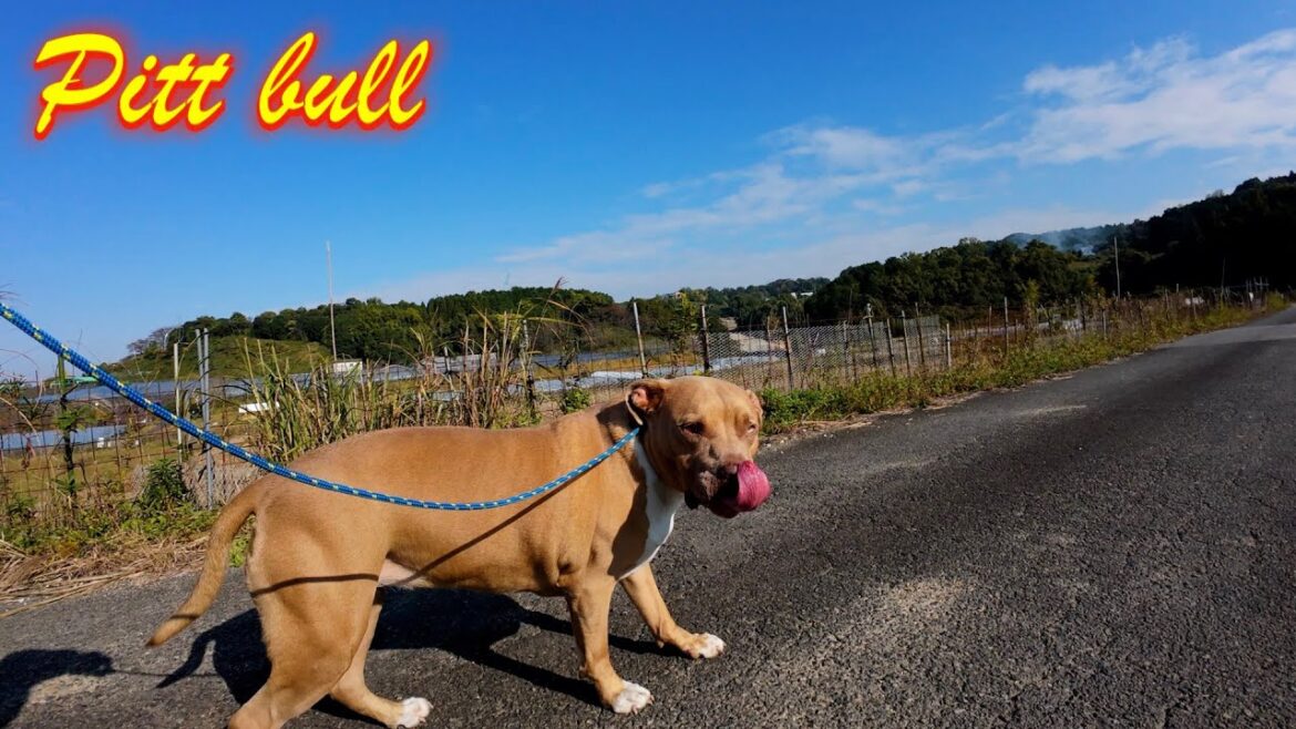 【晴天】ピットブル ソフィとSNS映えする散歩を考える