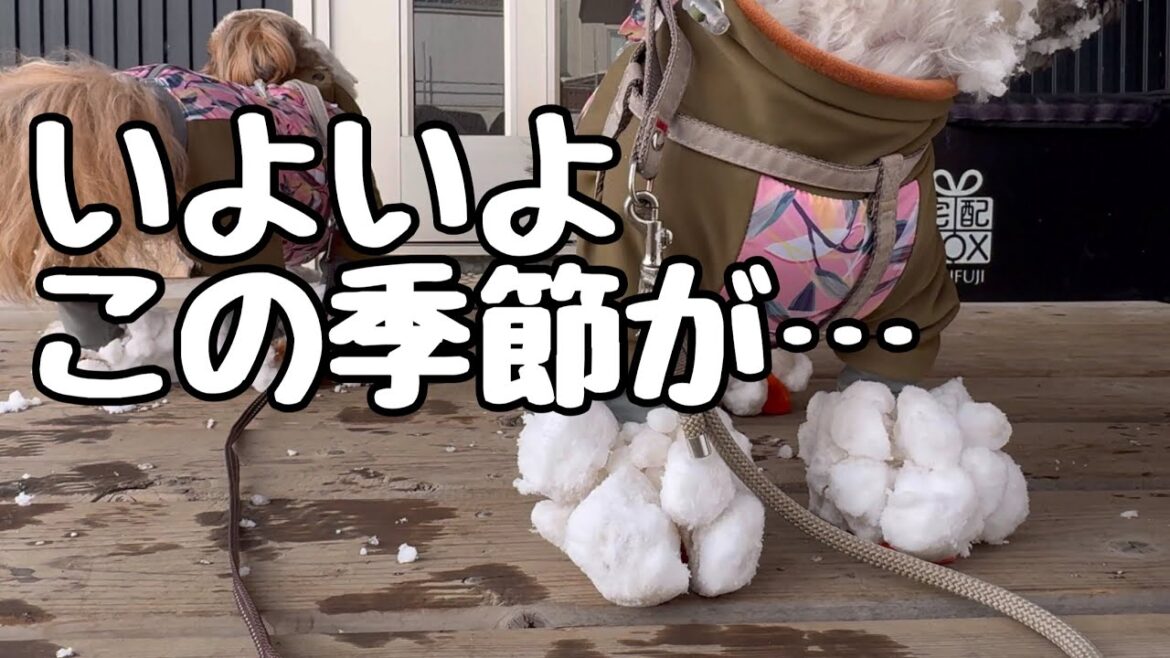 [シーズー多頭飼い]涙やけで悩んでいたら12月になり、雪がつもり、雪玉に悩む飼い主