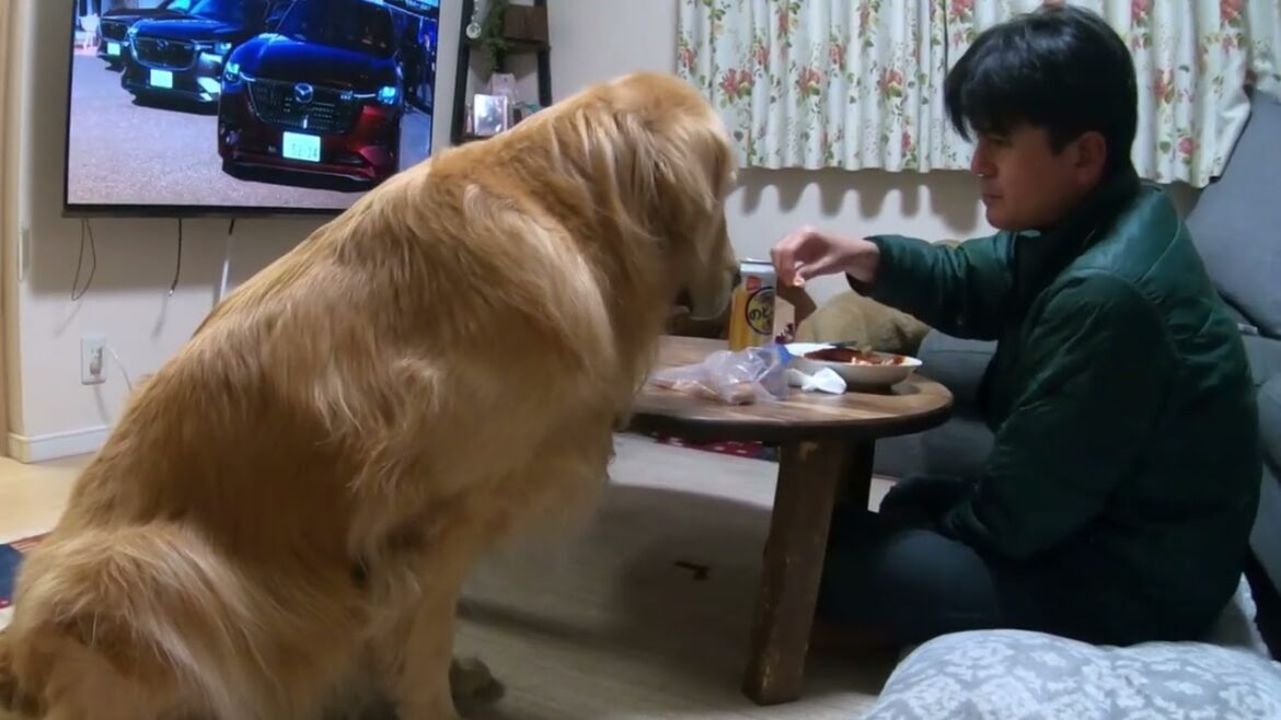 お散歩以外のハルの日常