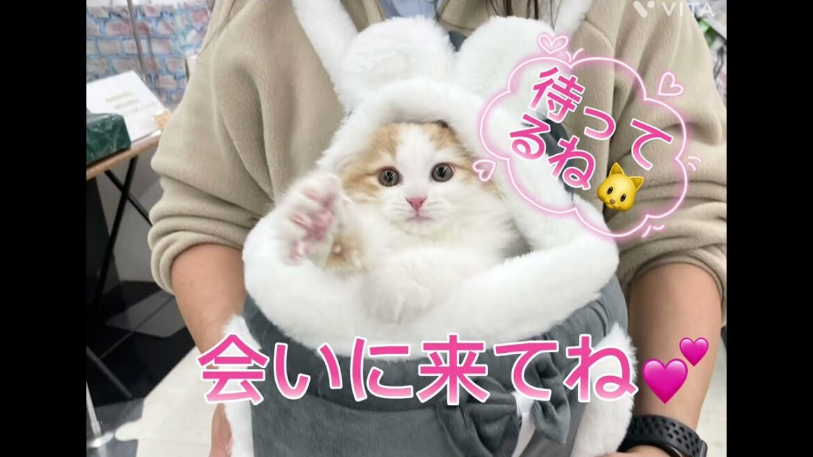 【マルワン横浜 港北NT店】サイベリアンちゃんと一緒にお迎えに必要な用品選び！