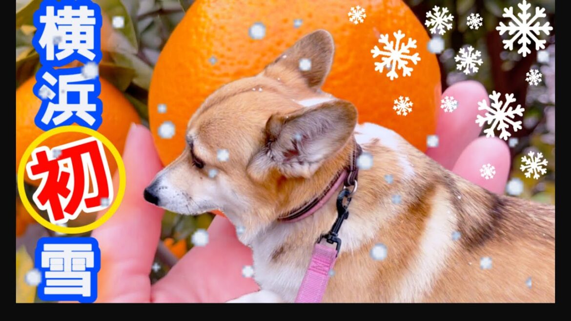 初雪ーーひゃっほぉぉい(*´∀`)♪ #コーギー