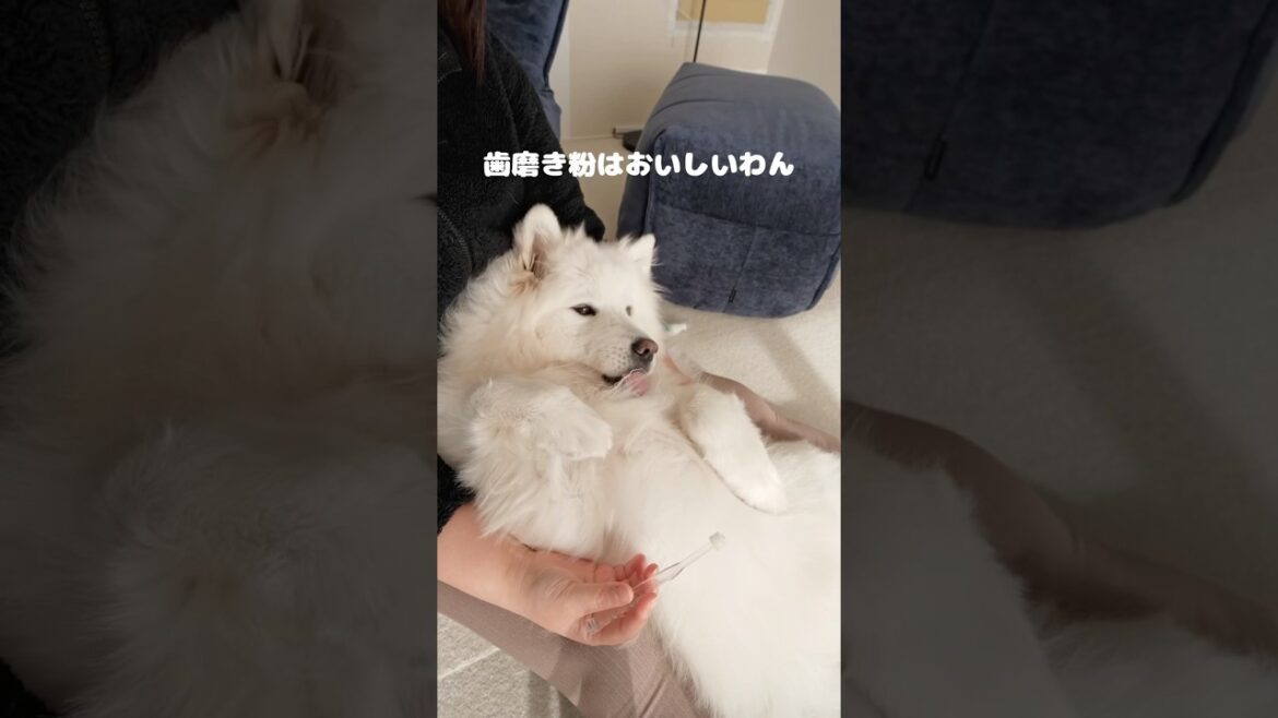 歯磨きキャンセル界隈のサモエド　#samoyed #サモエド