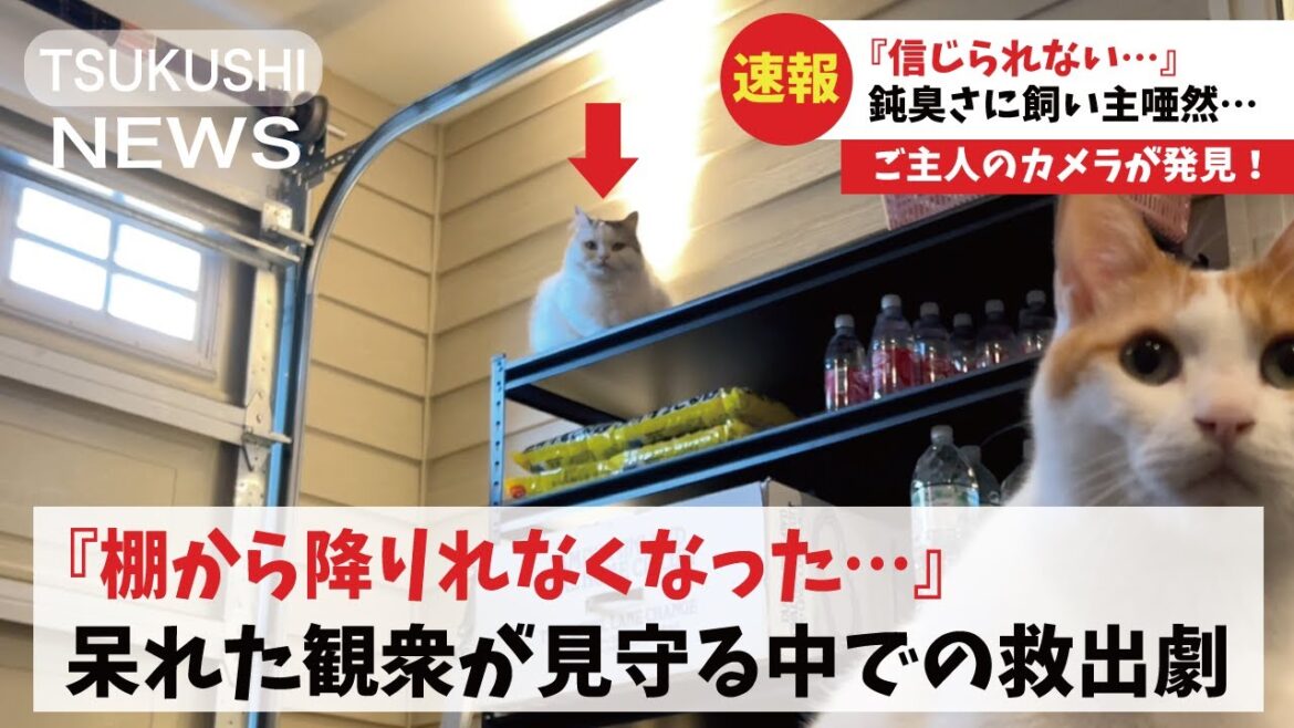 【超絶悲報】棚の上にのぼったらおりれなくなって助けを求める猫が可哀想すぎた【関西弁でしゃべる猫】【猫アテレコ】 【超絶悲報】棚の上にのぼったらおりれなくなって助けを求める猫が可哀想すぎた【関西弁でしゃべる猫】【猫アテレコ】