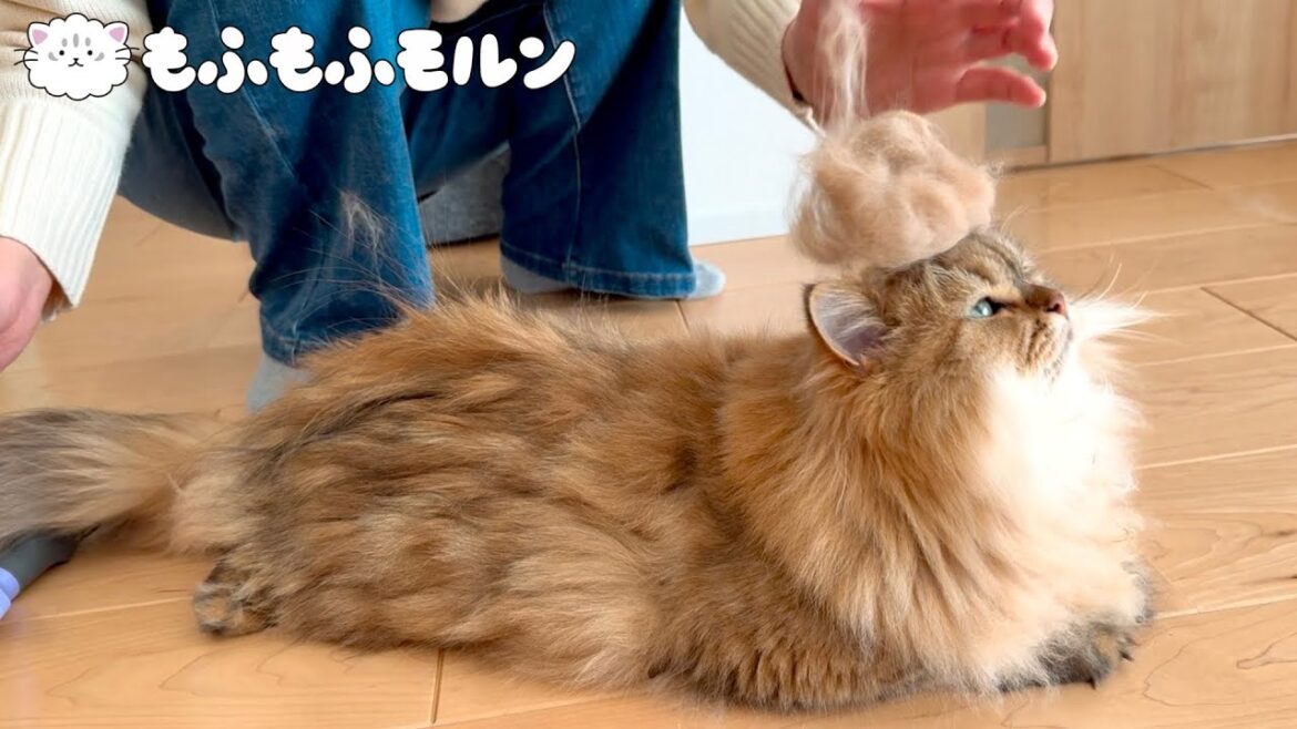 もふもふ猫の毛玉処理最終手段！ 【サイベリアン】
