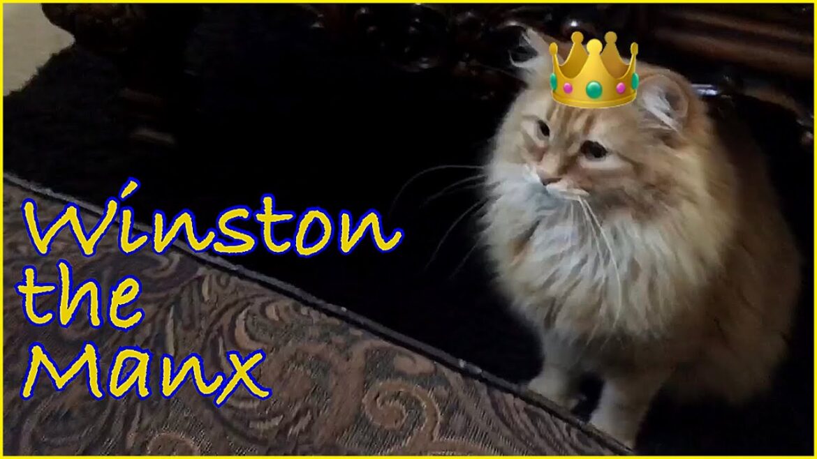 Manx Cats (Cymric Manx)