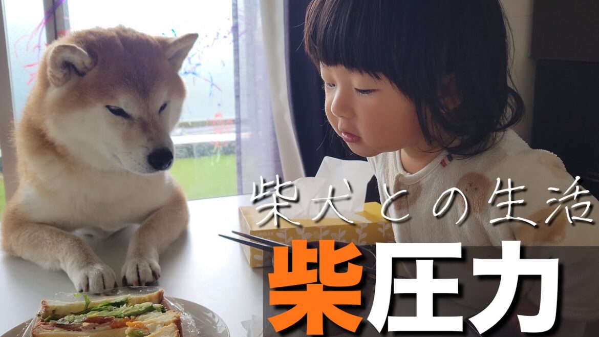 【ドキュメンタリー?】魅力的な食べ物と出会うと、圧力が凄い柴犬 【ドキュメンタリー?】魅力的な食べ物と出会うと、圧力が凄い柴犬