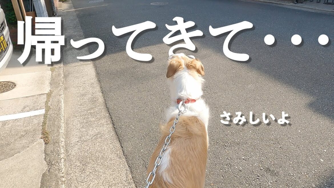 【可愛いボルゾイ】家族のお出掛けを見送る後ろ姿が切なすぎました。大型犬のお留守番！！