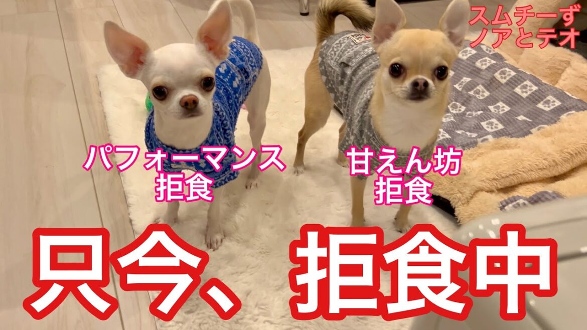 拒食中のチワワ仲良くふたりで拒食してます