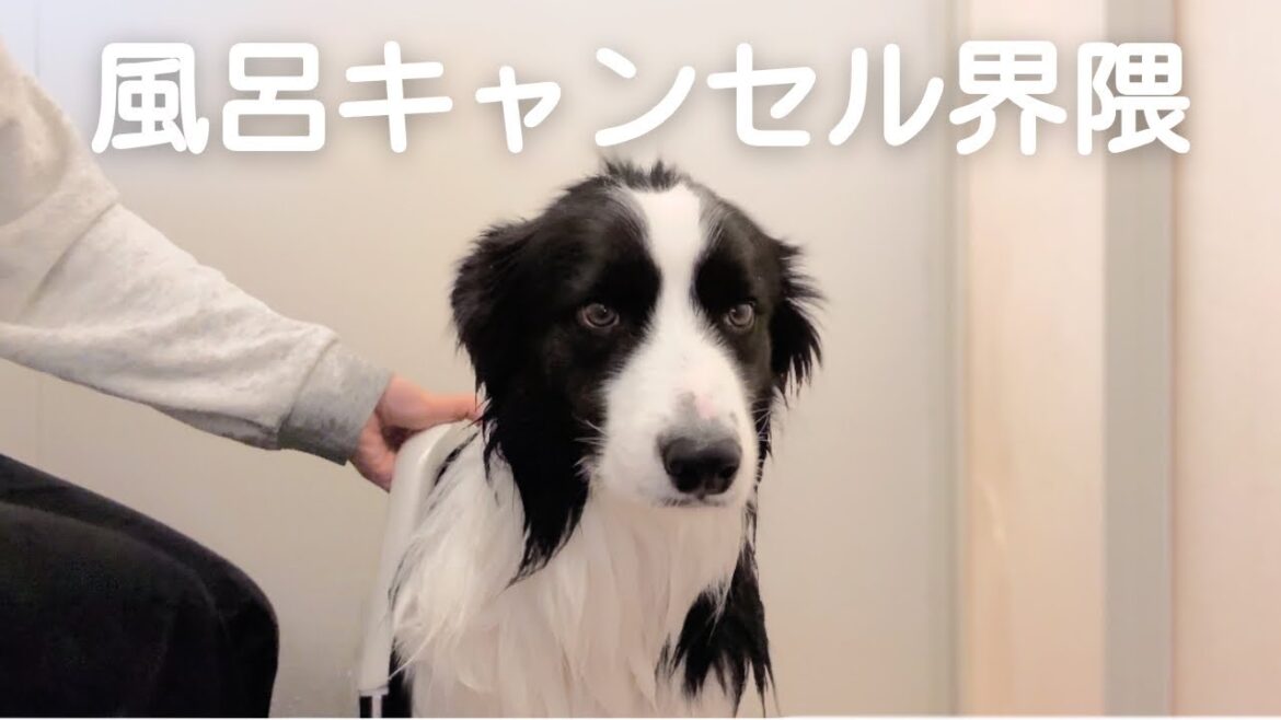 【風呂キャンセル界隈】お風呂が嫌いな犬に密着したら笑いが止まりません（笑【ボーダーコリー】