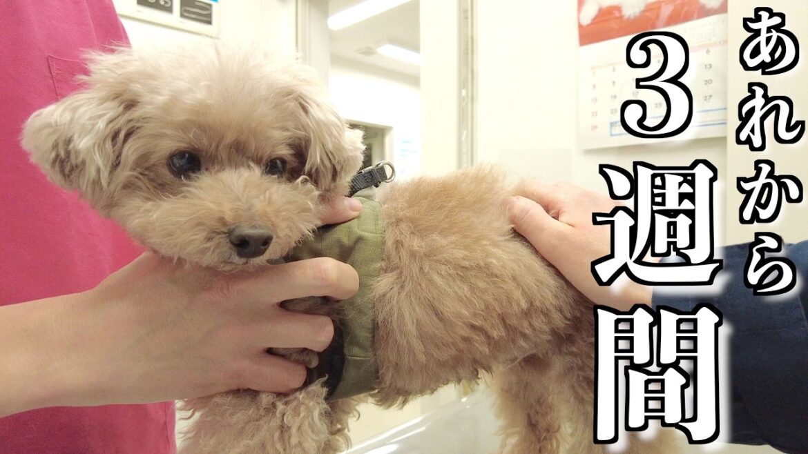 治療開始してから3週間後の愛犬の腫れの状態と今後について