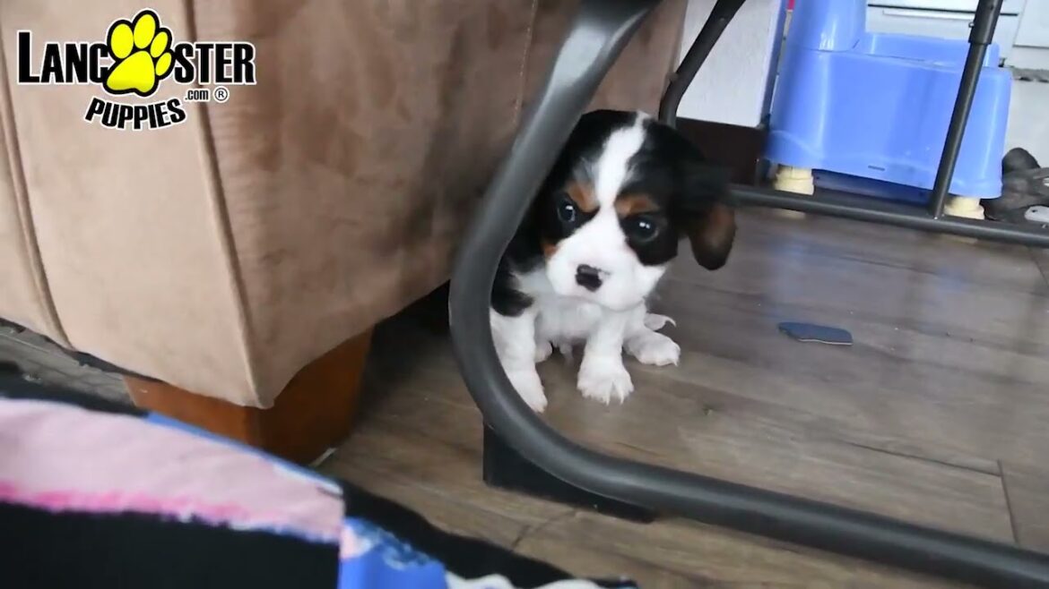 Friendly Cavalier King Charles Spaniel Puppies