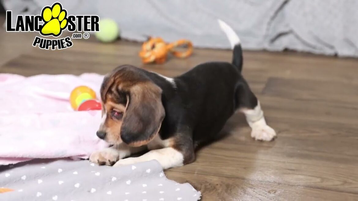 Sweet Beagle Puppy