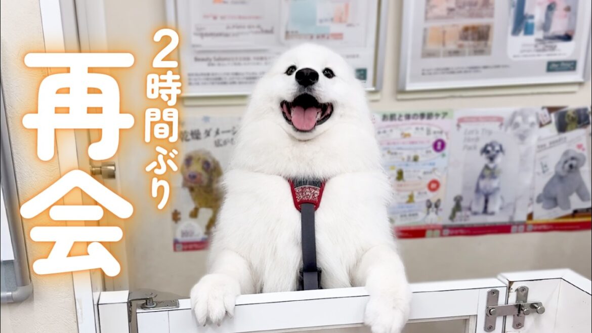 2時間ぶりのお迎えに喜びが爆発した犬の様子がこちらです…！