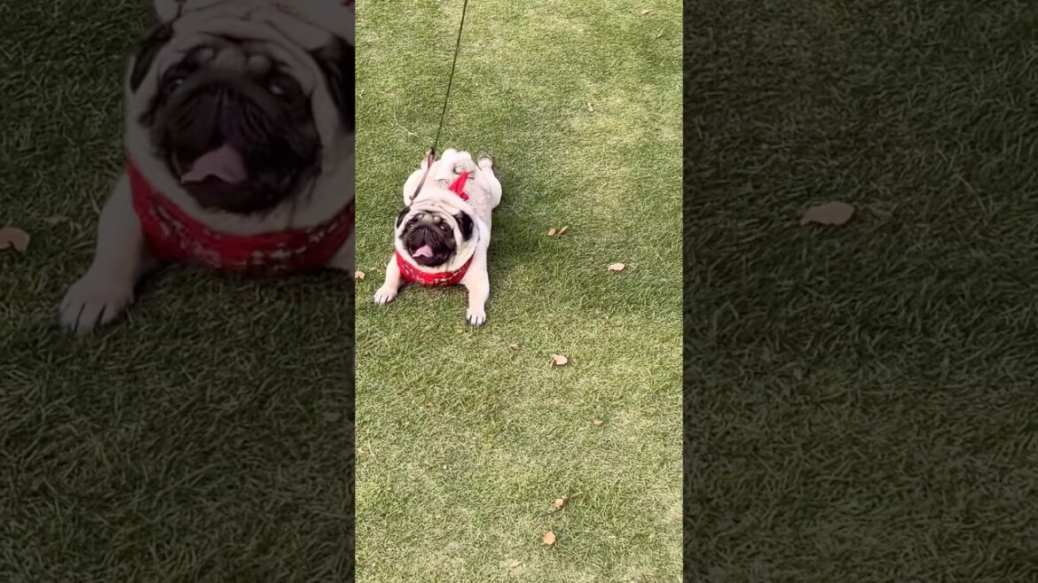 パグの車窓から　#pug#癒し #犬