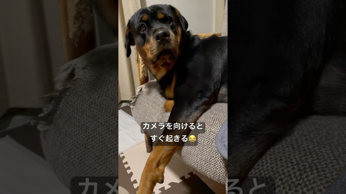 プロ意識が高すぎるロットワイラー