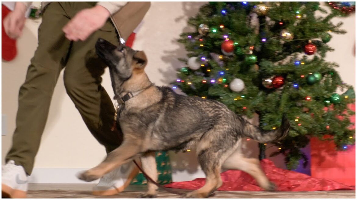 Perla Shows Off Her Holiday Obedience & Bite Drive! | Kraftwerk K9 German Shepherds