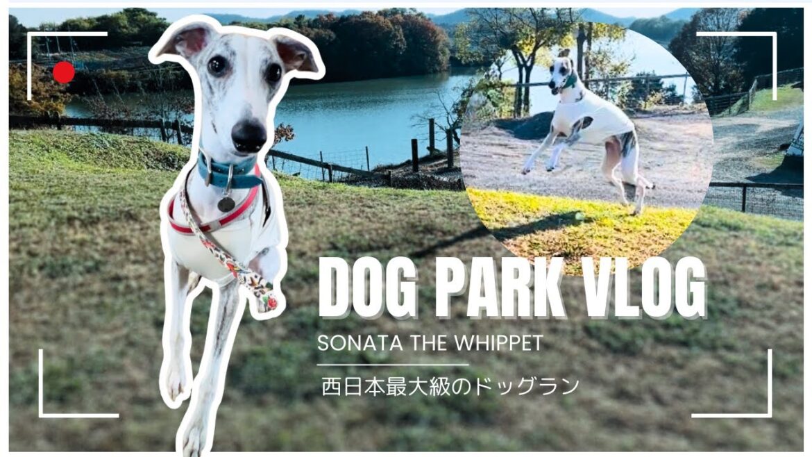 広大なドッグランを全力疾走！ウィペットそなた一才の秋/Whippet Sonata's first aoutumn at one.Dashing through a vast dog park!