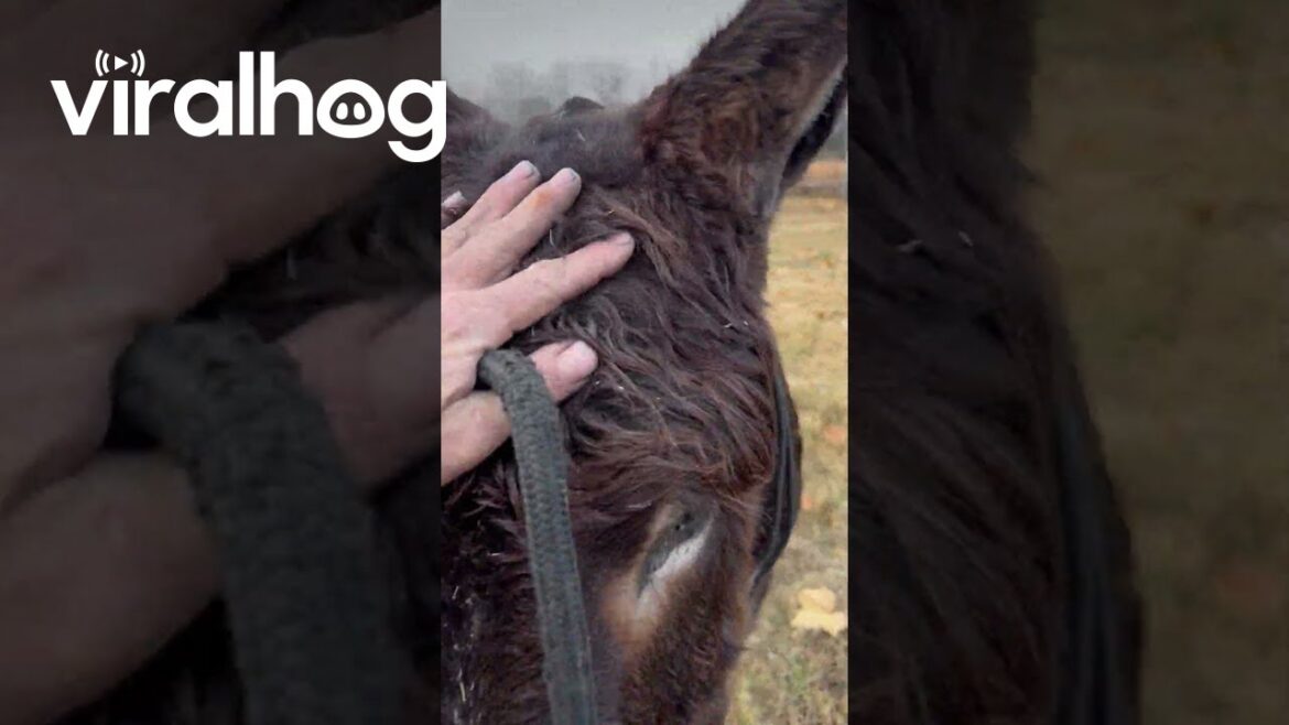 Blue Heeler Leads Donkey To Owner || ViralHog