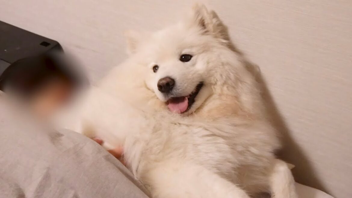 冬のサモエド犬との添い寝が最高すぎました 冬のサモエド犬との添い寝が最高すぎました
