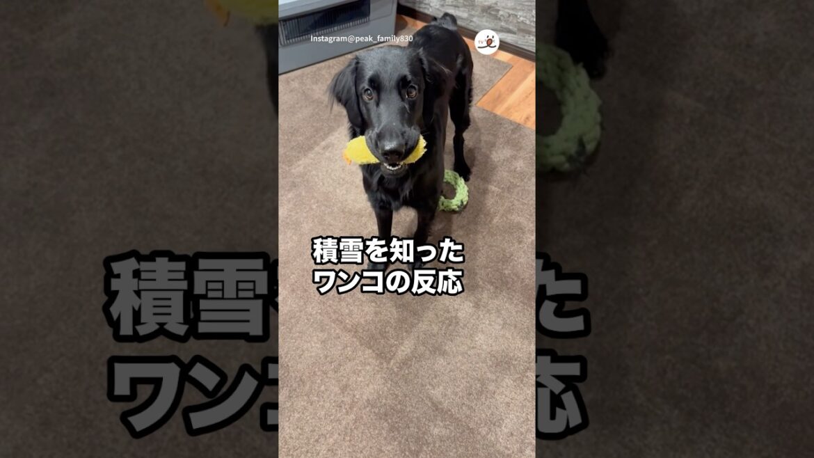 積雪を知ったワンコの反応が子供のようで😍｜PECO #フラットコーテッドレトリバー #大型犬 #愛犬家 #flatcoatedretriever #dog #doglover