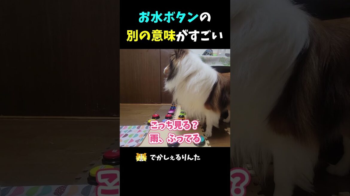 お水ボタンの別の意味がすごい【会話ボタンでしゃべる犬】 #shorts