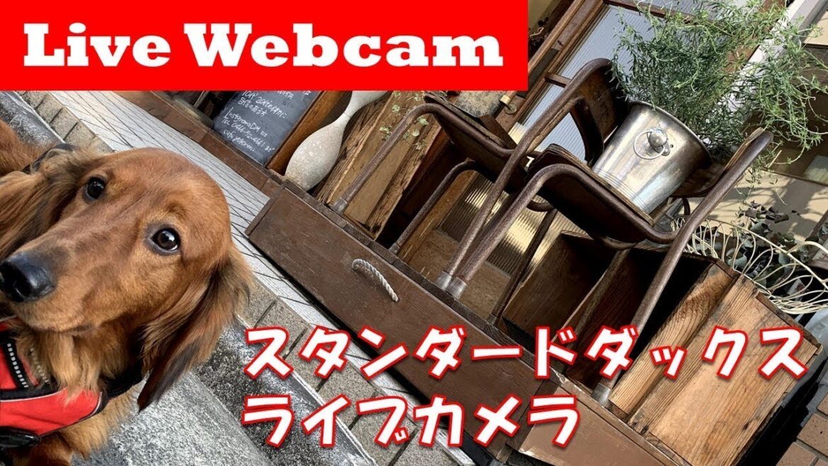 【ライブカメラ】スタンダード ダックスフンド ハリーの生配信