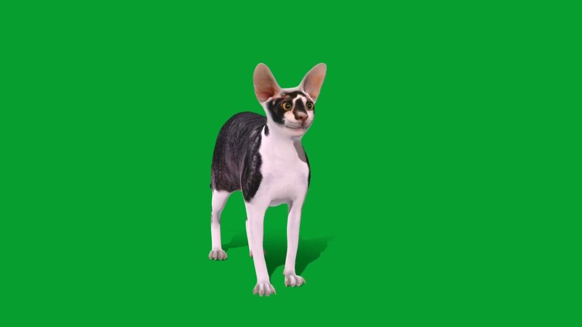 Cornish Rex Cat Cornish Rex Cat