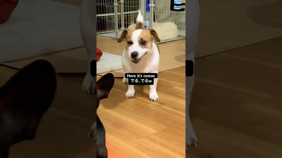 独特なくしゃみ🐶ジャックラッセルテリア　when my jack Russell sneeze　#shorts #cutedog