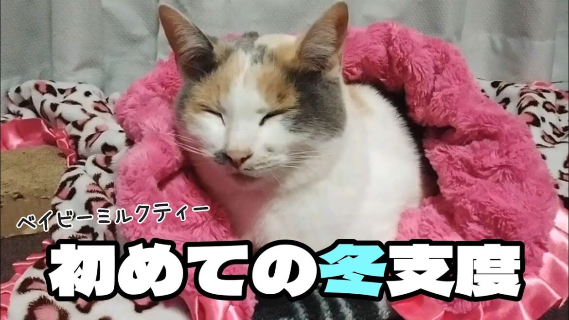 【１７.野良三毛猫が家族になるまで】母性が生まれた１１月、寒さ対策始めました。