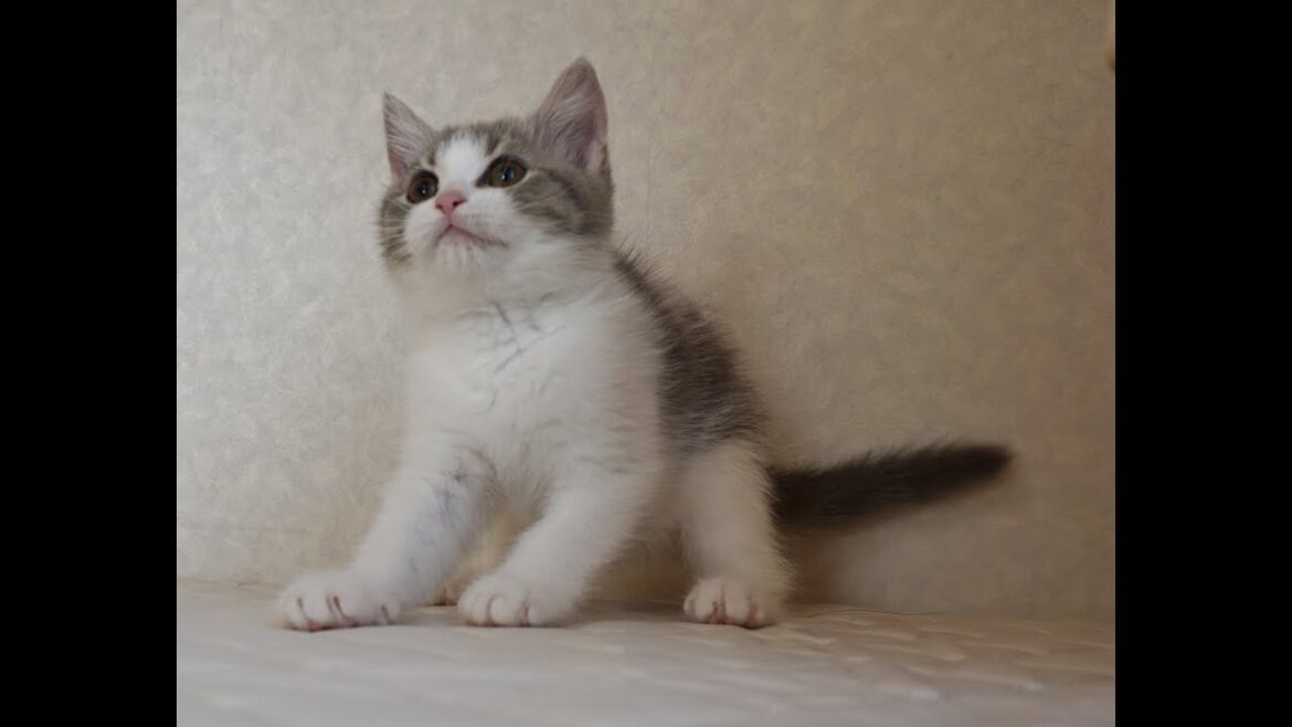 ブリティッシュショートヘアー子猫　British Shorthair　2024.10.1産まれ　ブルータビー&パッチドホワイト　女の子　シーダキャット猫のお店