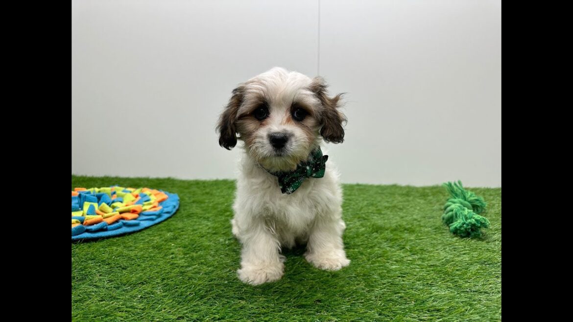 🐶 Canis Vulgaris Lhasa Apso 🐶 reu 🐶 PUP ID 010653581 🐶