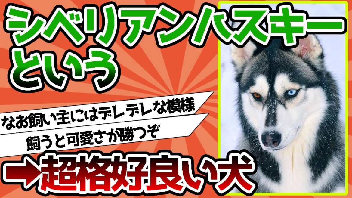 【2ch動物スレ】シベリアンハスキーとかいう地球上で最も格好良い犬