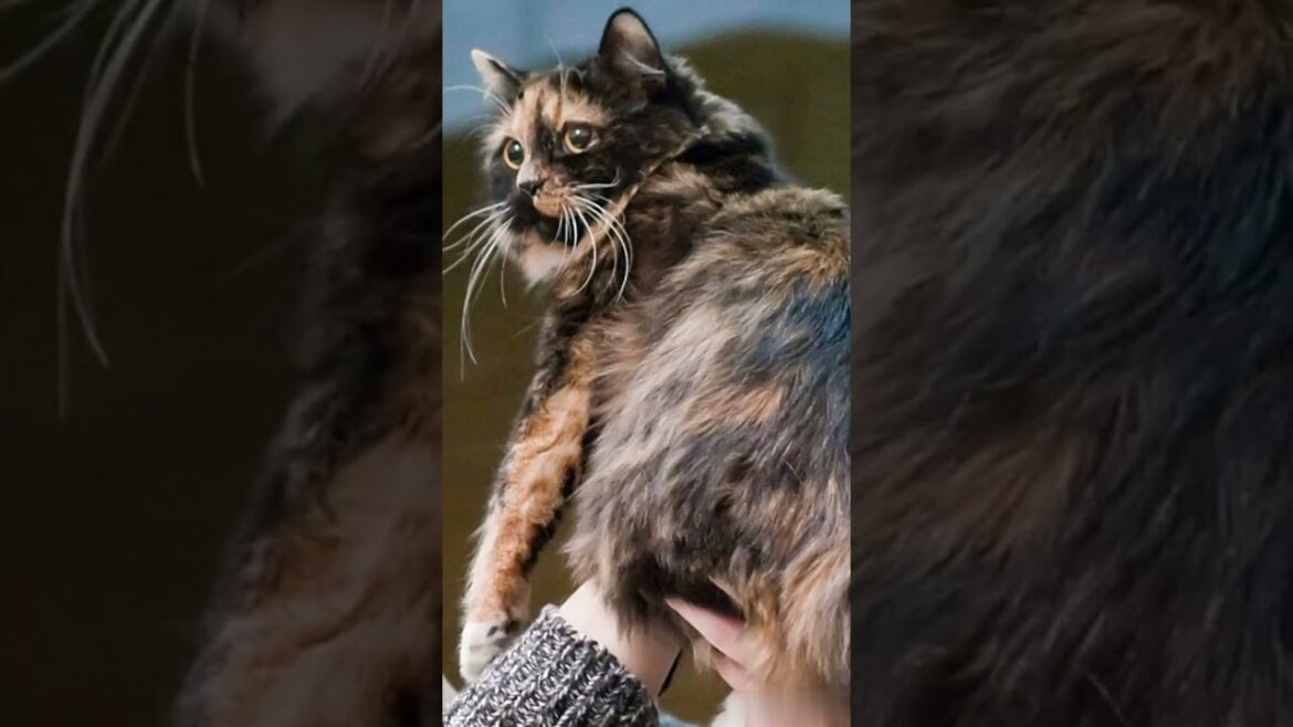Why does a Cymric cat have a short tail? #shorts  #cat  #kitten  #catbreed  #catlovert #catlovers