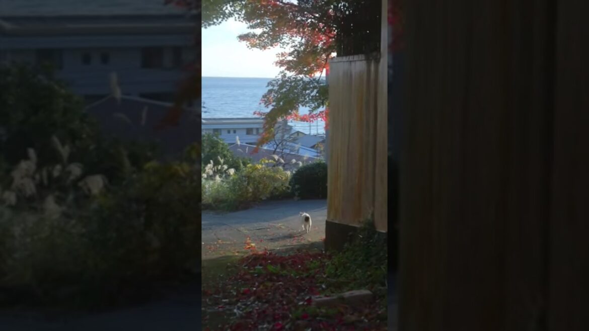 お散歩を先導する散歩猫のゆきちゃん!てくてく!てくてく!あたちについて来てね! #ねこ #保護猫 #野良猫 #猫のいる暮らし #熱海 #ジャパニーズボブテイル お散歩を先導する散歩猫のゆきちゃん!てくてく!てくてく!あたちについて来てね! #ねこ #保護猫 #野良猫 #猫のいる暮らし #熱海 #ジャパニーズボブテイル