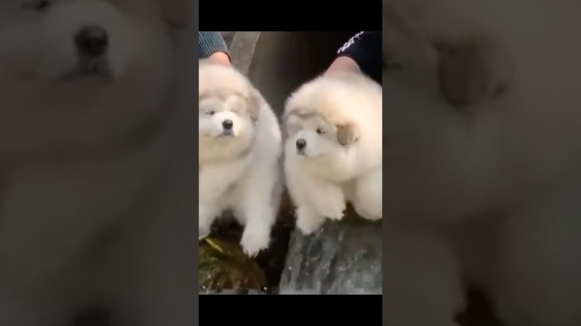 これ何の赤ちゃん？？アラスカンマラミュートの子犬達の冒険散歩 #cute #マラミュートの子犬#アラスカンマラミュート