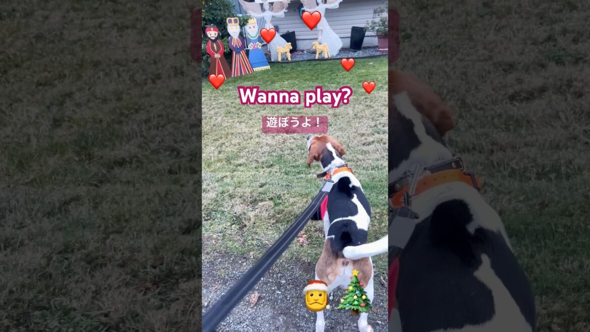 Are you ready for Christmas? #もうすぐ#クリスマス #ビーグル