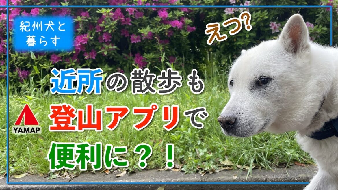 紀州犬の散歩に、あの登山アプリを活用してみました。