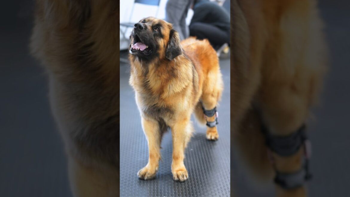 Meet Szaman, a 3-year-old Leonberger overcoming instability and hyperextension in both ankle joints