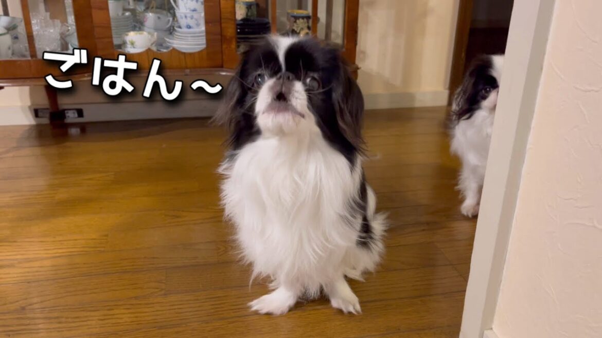 時間がきたら「ごはん！ごはん！」とやたら喋る犬の痛快クリスマス！