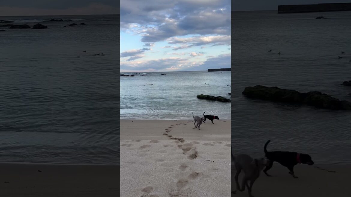ワイマラナー＆ロットワイラー兄妹。冬の夕方海んぽ🐾