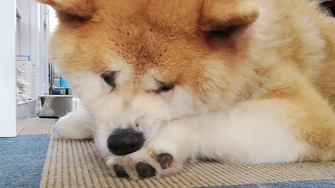 秋田犬会館配信！