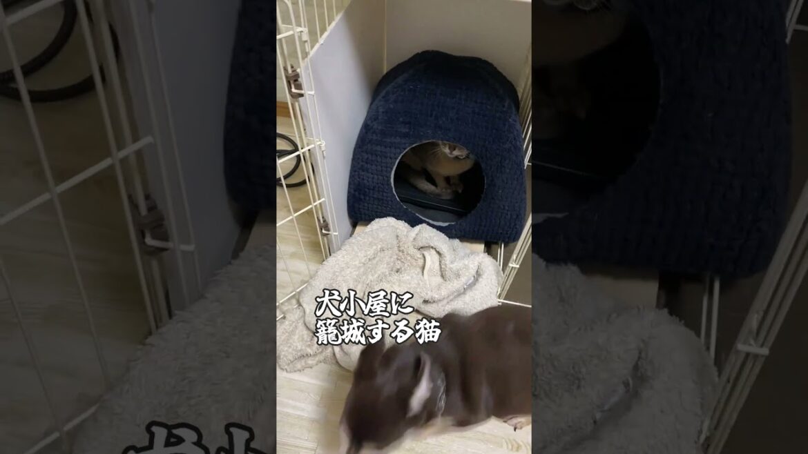 犬小屋に籠城する猫 #shorts #アビシニアン  #チワワ #犬と猫