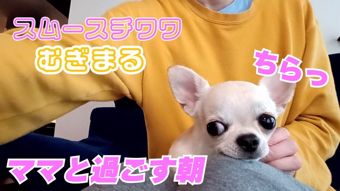 【スムースコート チワワ】ママの朝ごはんを狙う(#15) 【スムースコート チワワ】ママの朝ごはんを狙う(#15)